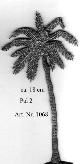 1068 Palm Trees